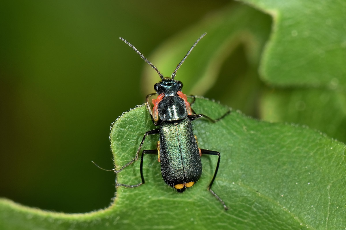 Malachiidae: Clanoptilus elegans?  con 